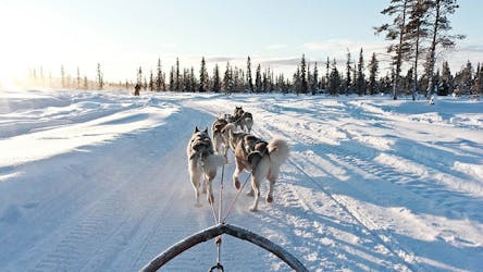 Aventure de 10 km en traîneau à chiens huskies
